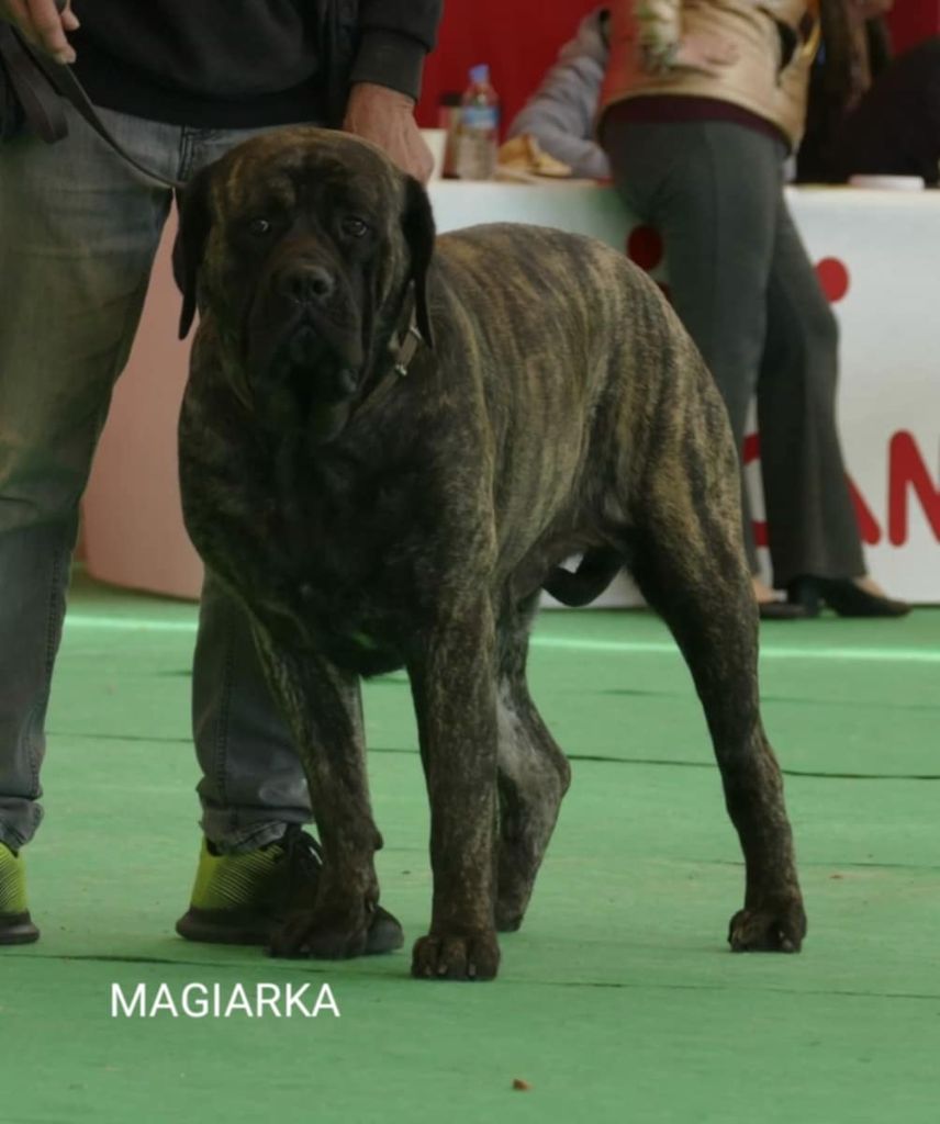 Magiarka korosdombi