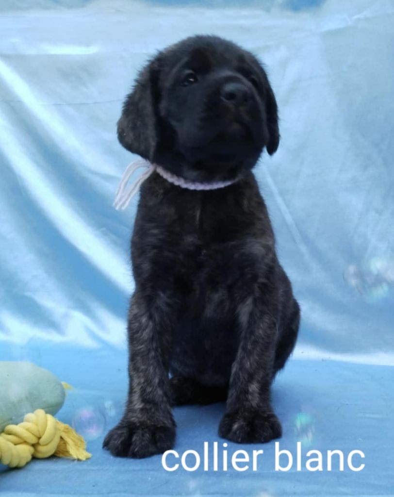 Du Repère Des Etoiles - Chiots disponibles - Mastiff