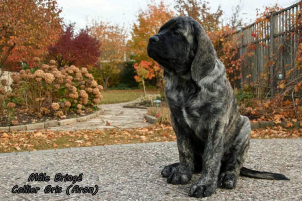 Du Repère Des Etoiles - Chiots disponibles - Mastiff