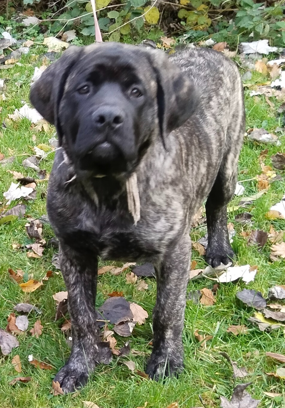 Du Repère Des Etoiles - Chiots disponibles - Mastiff
