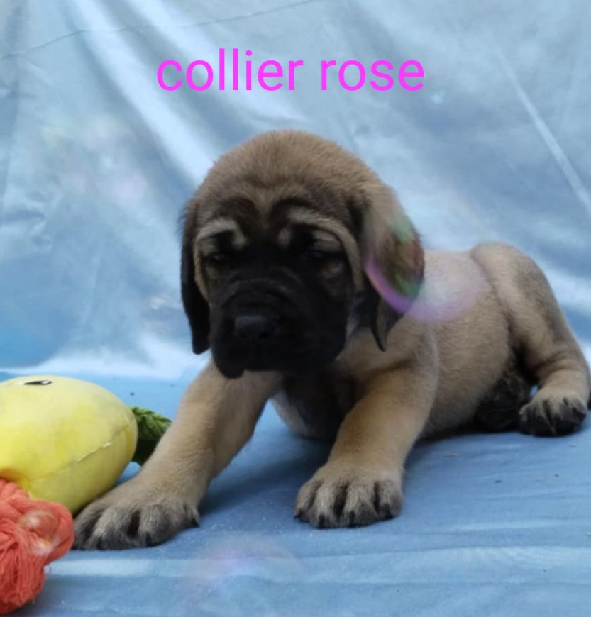 Du Repère Des Etoiles - Chiots disponibles - Mastiff