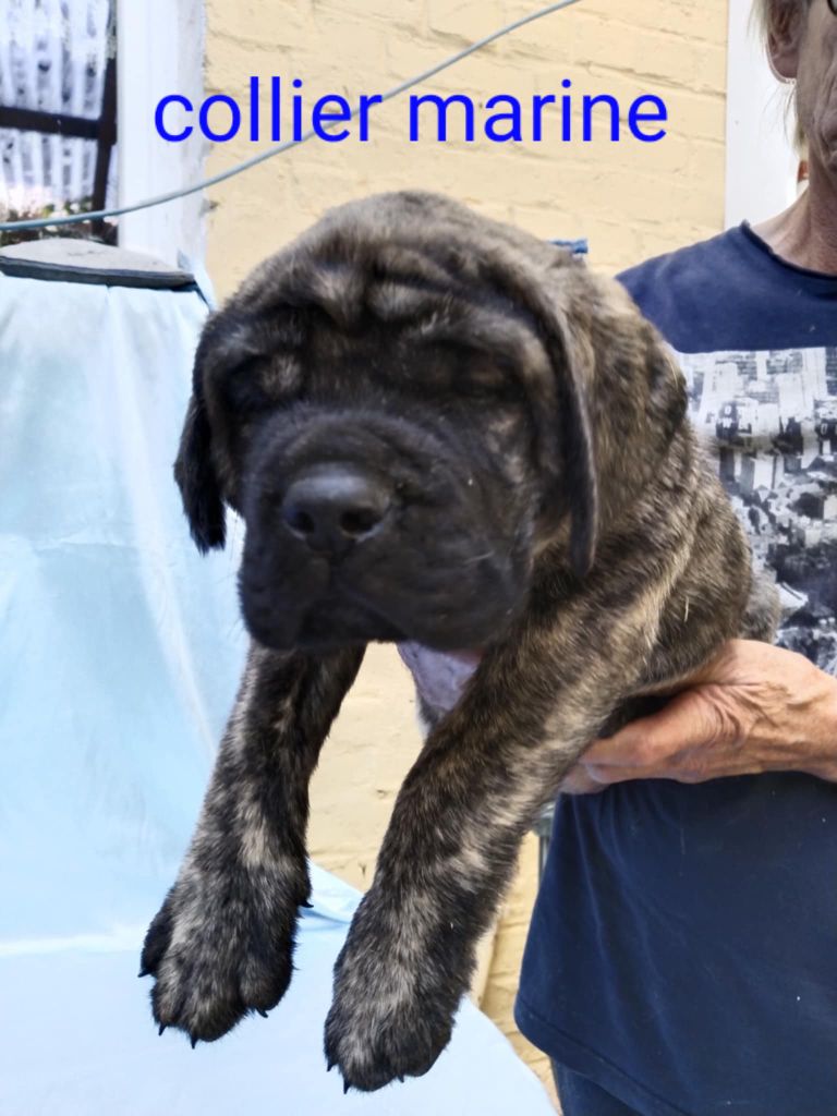Du Repère Des Etoiles - Chiots disponibles - Mastiff