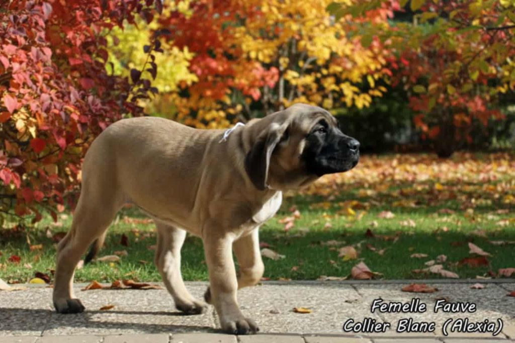 Du Repère Des Etoiles - Chiots disponibles - Mastiff