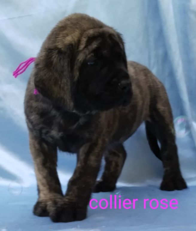 Du Repère Des Etoiles - Chiots disponibles - Mastiff