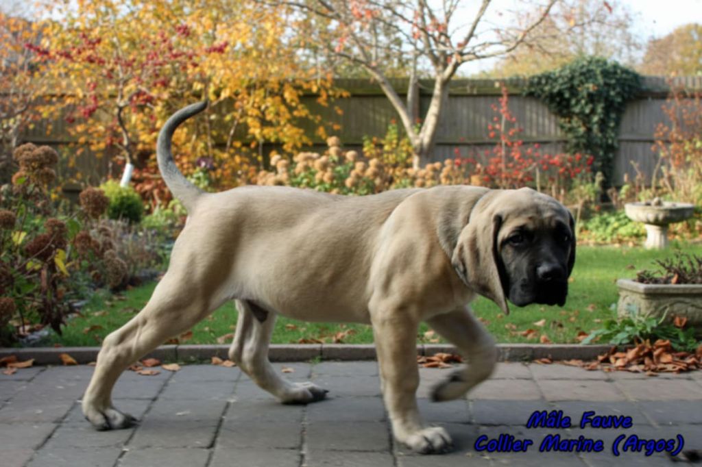 Du Repère Des Etoiles - Chiots disponibles - Mastiff