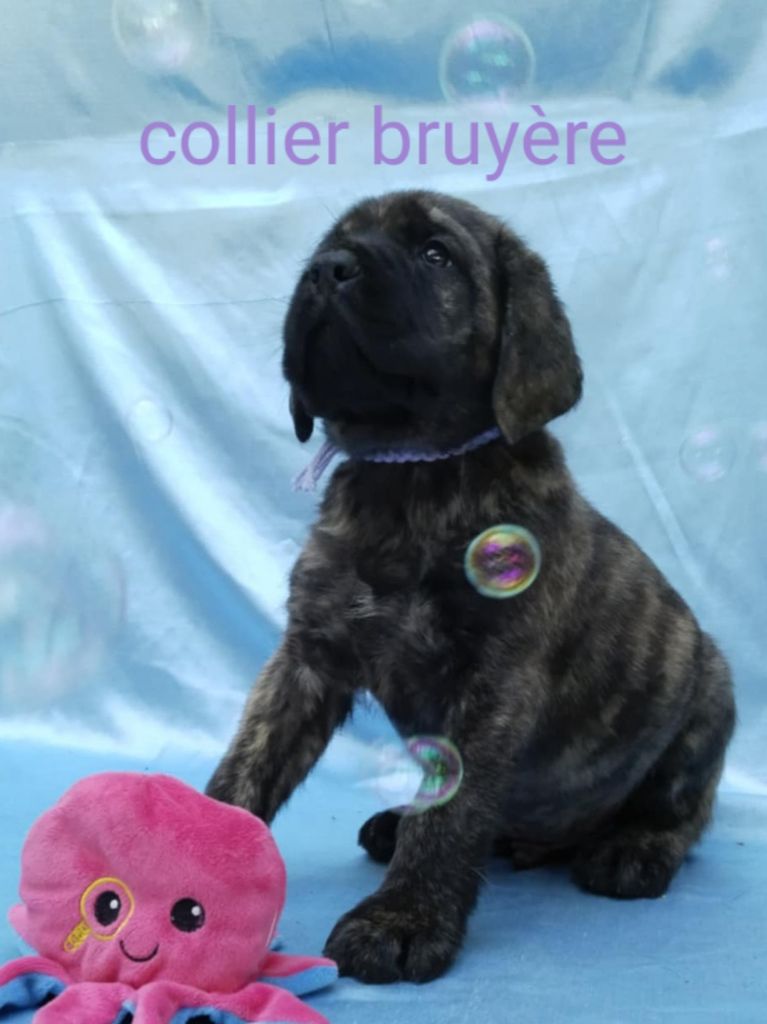 Du Repère Des Etoiles - Chiots disponibles - Mastiff