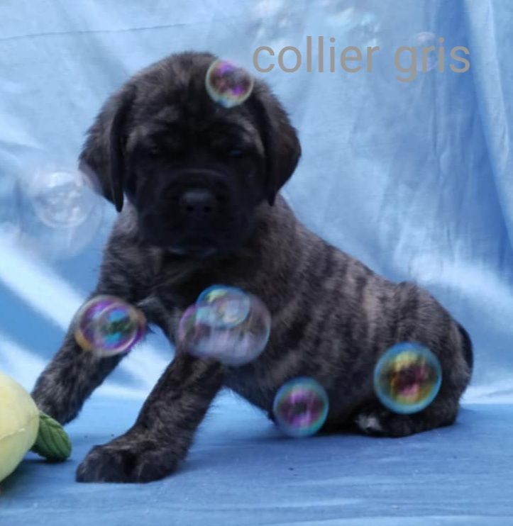 Du Repère Des Etoiles - Chiots disponibles - Mastiff