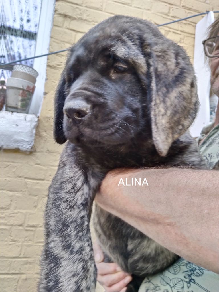 Du Repère Des Etoiles - Chiots disponibles - Mastiff