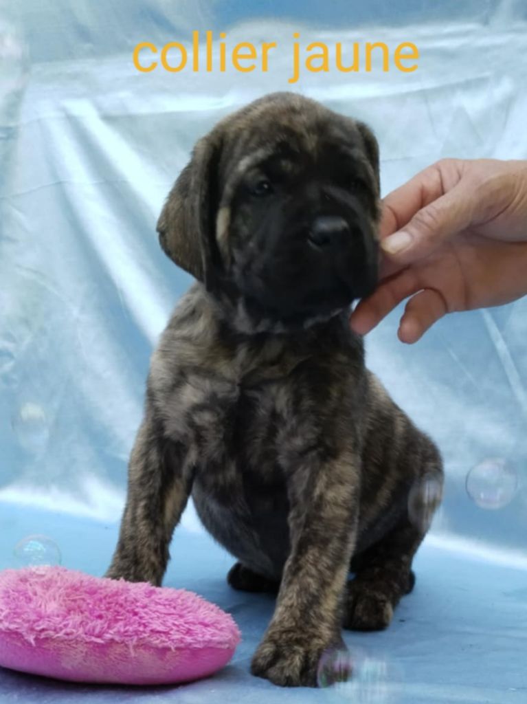 Du Repère Des Etoiles - Chiots disponibles - Mastiff