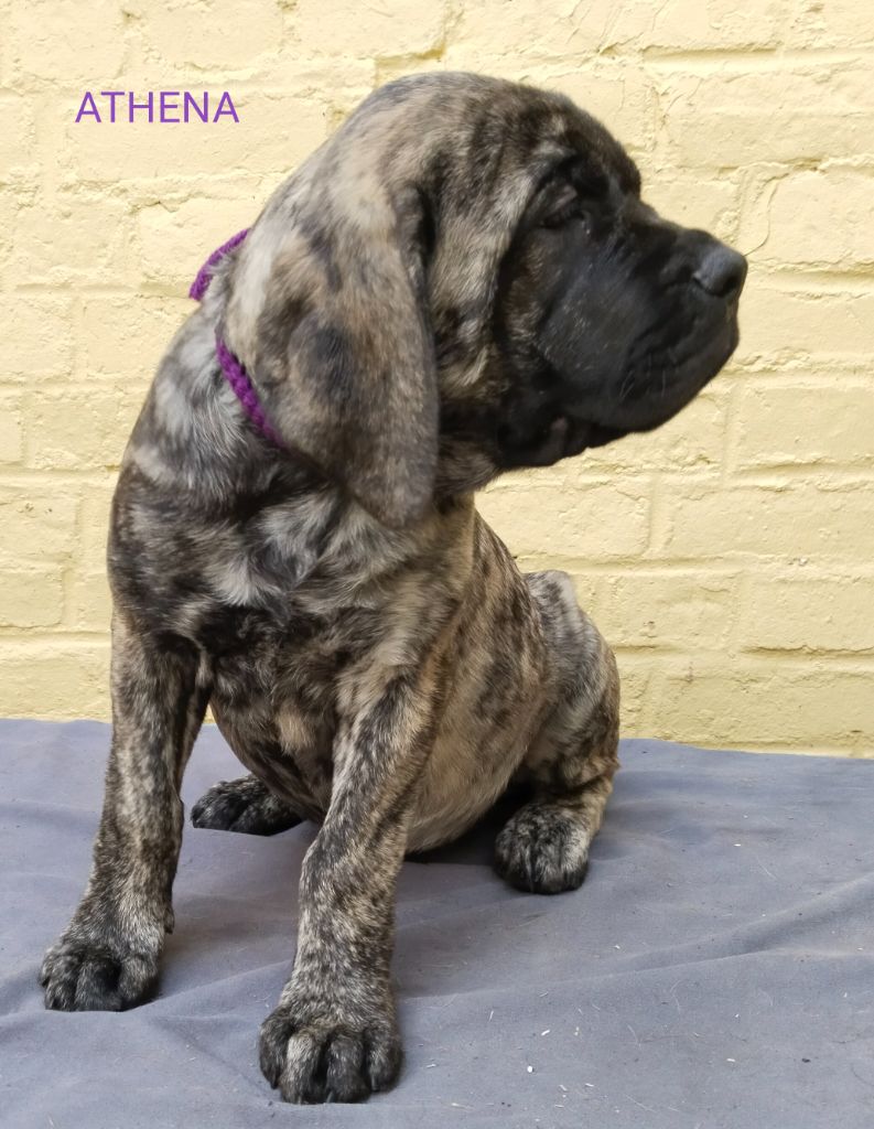 Du Repère Des Etoiles - Chiots disponibles - Mastiff