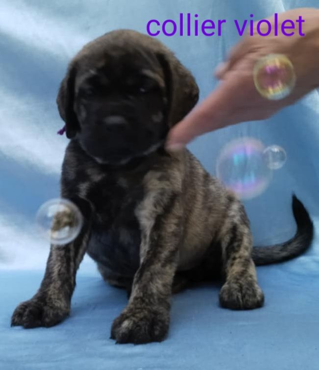 Du Repère Des Etoiles - Chiots disponibles - Mastiff