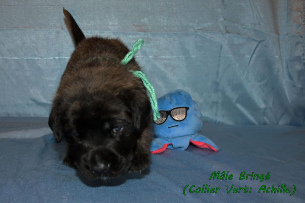 Du Repère Des Etoiles - Chiots disponibles - Mastiff