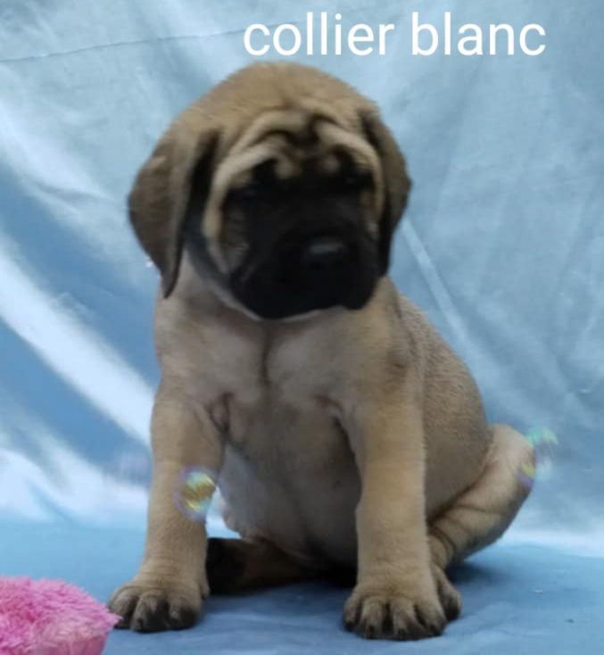 Du Repère Des Etoiles - Chiots disponibles - Mastiff